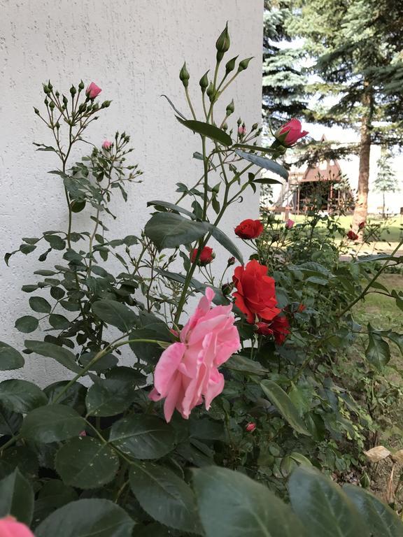 Zielona Noc Casa de hóspedes Dziwnówek Exterior foto
